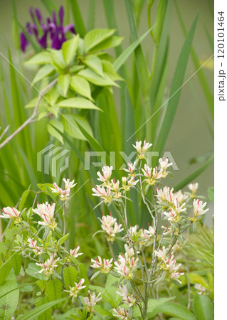 キシツツジ 120101464