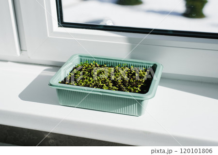 On the windowsill is small green container with seeds filled with tiny arugula sprouts. The concept of growth and renewal On the windowsill is small green container with seeds filled with tiny arugula sprouts. The concept of growth and renewal 120101806