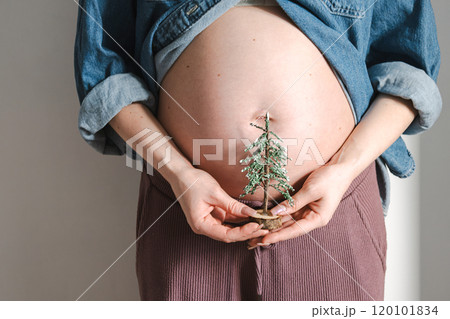 Pregnant woman holding a small Christmas tree on her belly. 120101834