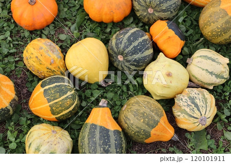 かぼちゃ 120101911