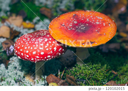 Mature Amanita Muscaria, Known as the Fly Agaric or Fly Amanita Mature Amanita Muscaria, Known as the Fly Agaric or Fly Amanita 120102015