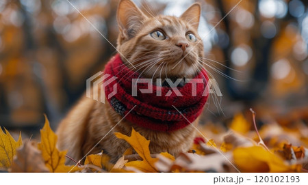 Autumn or fall season. 120102193