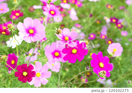秋の花コスモスの季節がやって来た 120102273