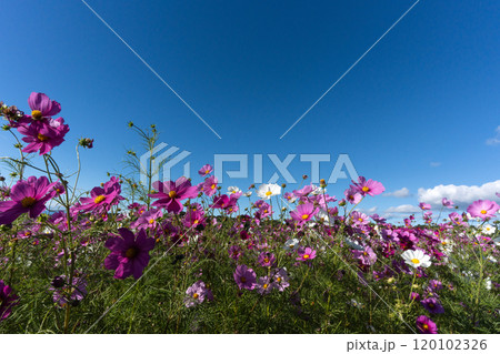 コスモスのある風景と快晴の空のコピースペース 120102326