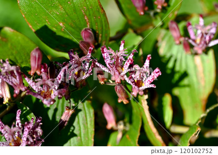 ホトトギスの花 ホトトギスの花 120102752