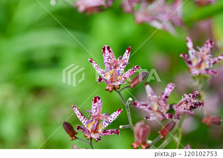 ホトトギスの花 120102753