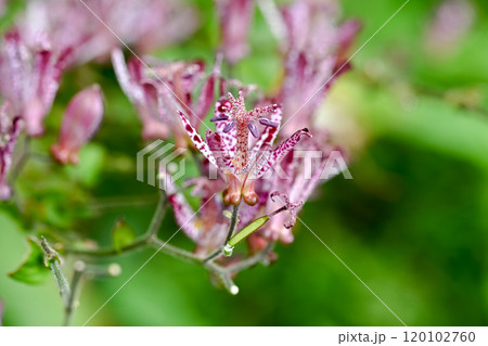 ホトトギスの花 ホトトギスの花 120102760
