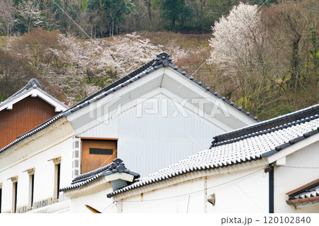 【重要伝統的建造物群保存地区】矢掛宿 土蔵越しの嵐山公園の桜2 岡山県小田郡矢掛町 【重要伝統的建造物群保存地区】矢掛宿 土蔵越しの嵐山公園の桜2 岡山県小田郡矢掛町 120102840
