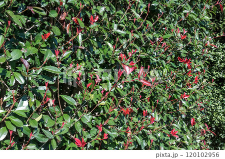 バラ科の広葉樹で新芽が赤いレッドロビンの生け垣 120102956