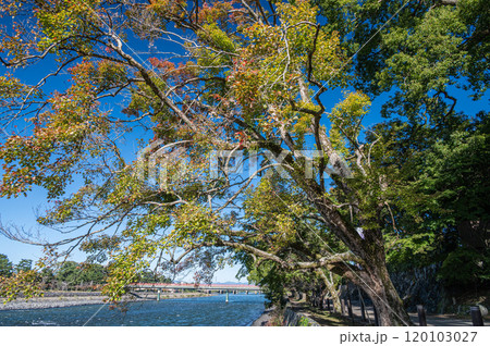 秋の宇治川風景　京都府宇治市 120103027
