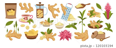 Ginger root. Natural spice, useful vegetable product, powder, slices, candied fruits and flowers, boosting immunity plant, traditional medicine, condiment tidy vector cartoon flat isolated set 120103194