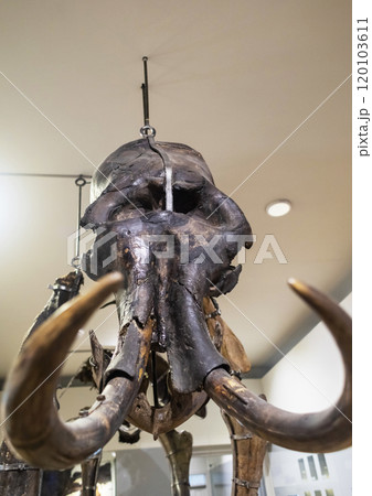 Mammoth skeleton in the museum. An extinct species of mammals of the genus Mammuthus. Paleontologists excavated the remains of Ice Age animals 120103611