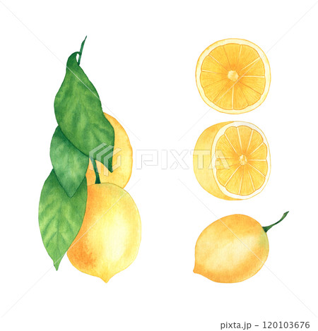 Watercolor set of lemons. Whole fruit with leaves and lemon slices. Isolated objects on a white background. Ready-made objects for printing on fabric, paper and other materials. Watercolor set of lemons. Whole fruit with leaves and lemon slices. Isolated objects on a white background. Ready-made objects for printing on fabric, paper and other materials. 120103676