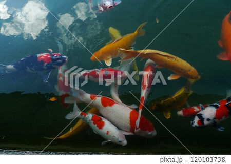 池で泳ぐ錦鯉の群れ 120103738