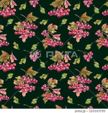 Red berries and autumn leaves watercolor seamless pattern isolated. Bunch of red viburnum berries botanical repeated texture. Snowball tree berries on branch, leaves background hand painted for Red berries and autumn leaves watercolor seamless pattern isolated. Bunch of red viburnum berries botanical repeated texture. Snowball tree berries on branch, leaves background hand painted for 120103795