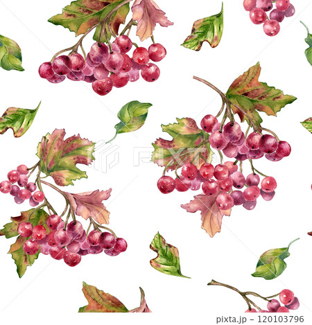 Bunch of red viburnum berries watercolor seamless pattern isolated. Snowball tree berries on branch, leaves in botanical repeated background hand painted. Red berries hand drawn for textile, package Bunch of red viburnum berries watercolor seamless pattern isolated. Snowball tree berries on branch, leaves in botanical repeated background hand painted. Red berries hand drawn for textile, package 120103796