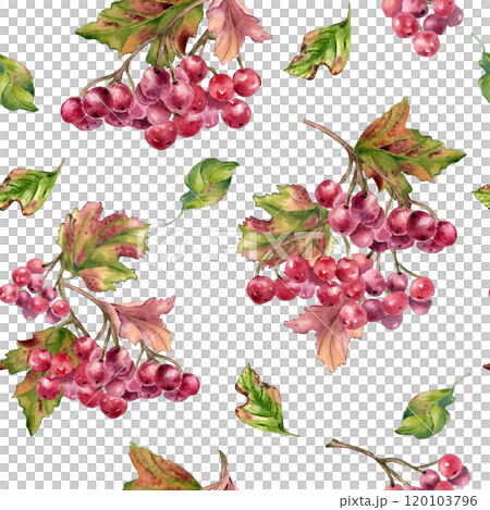 Bunch of red viburnum berries watercolor seamless pattern isolated. Snowball tree berries on branch, leaves in botanical repeated background hand painted. Red berries hand drawn for textile, package Bunch of red viburnum berries watercolor seamless pattern isolated. Snowball tree berries on branch, leaves in botanical repeated background hand painted. Red berries hand drawn for textile, package 120103796
