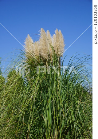 巨大な西洋ススキ「パンパスグラス」 120103859