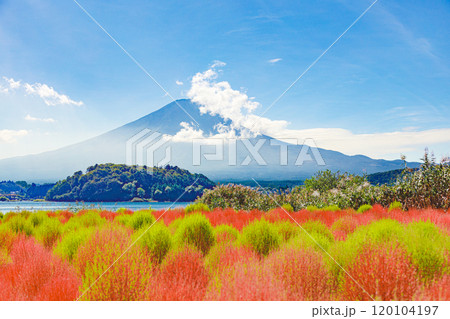 富士山とコキアのある風景 富士山とコキアのある風景 120104197
