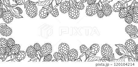Outline Raspberry Frame Cartoon Vector Illustration with Line Berries Outline Raspberry Frame Cartoon Vector Illustration with Line Berries 120104214