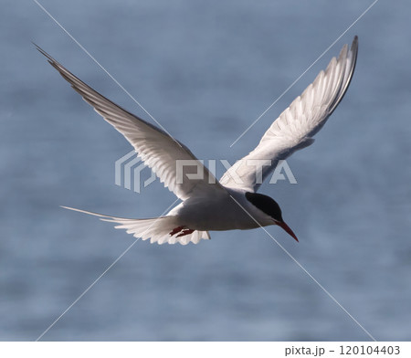 Arctic Tern (Sterna paradisaea) flying at Faro, Gotland, Sweden. Arctic Tern (Sterna paradisaea) flying at Faro, Gotland, Sweden. 120104403