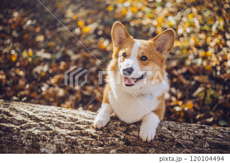 Happy corgi posing on a log in a sunlit autumn forest filled with colorful leaves Happy corgi posing on a log in a sunlit autumn forest filled with colorful leaves 120104494