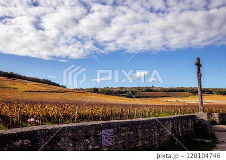 Vineyards of Romanee-conti wine, Vosne-romanee, France Vineyards of Romanee-conti wine, Vosne-romanee, France 120104746