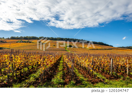 Vineyards of Romanee-conti wine, Vosne-romanee, France 120104747