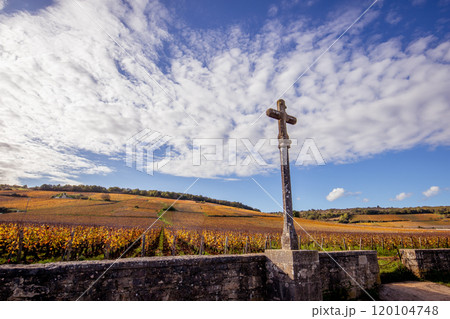 Vineyards of Romanee-conti wine, Vosne-romanee, France Vineyards of Romanee-conti wine, Vosne-romanee, France 120104748