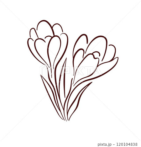 Elegant crocus spring flower in minimal line art style. Perfect for floral design, botanical print, greeting card, textile and home decor. 120104838