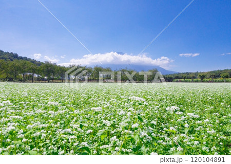 白い花が咲く蕎麦畑と富士山 120104891