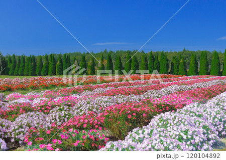 青空バックにカラフルな秋の花々が咲く丘の情景 120104892