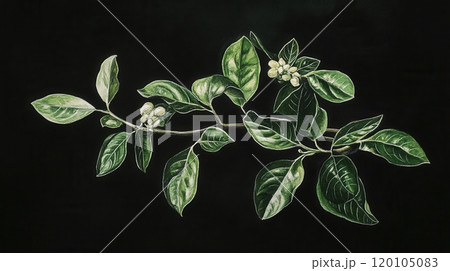 Detailed botanical watercolor illustration on dark background 120105083