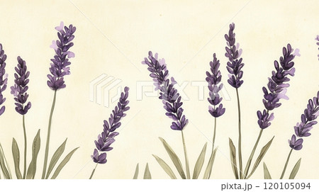 Detailed botanical watercolor illustration of lavender 120105094