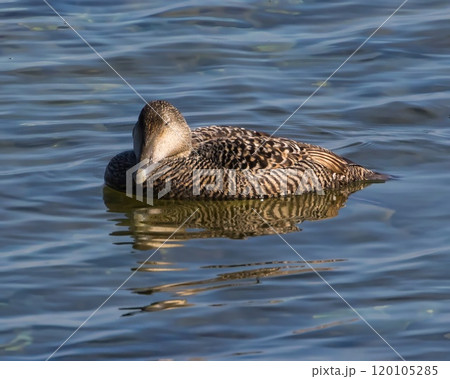 Common Eider (Somateria mollissima) female, swimming i the Baltic sea, at Stora Karlso, Gotland, Sweden. 120105285