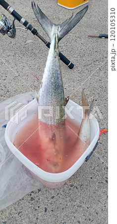 サワラと釣り場のリアルな血抜き サワラと釣り場のリアルな血抜き 120105310