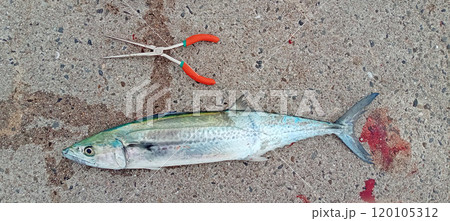 釣り人が良くやる魚をペンチで大きさを表す写真のサワラ 釣り人が良くやる魚をペンチで大きさを表す写真のサワラ 120105312