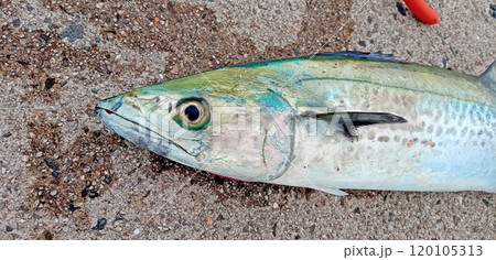 釣りたてのサワラの顔 釣りたてのサワラの顔 120105313