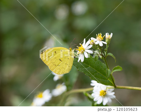イナカギクの蜜を吸うキチョウ 120105623