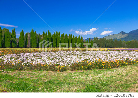 青空バックにカラフルな秋の花々が咲く丘の情景 青空バックにカラフルな秋の花々が咲く丘の情景 120105763
