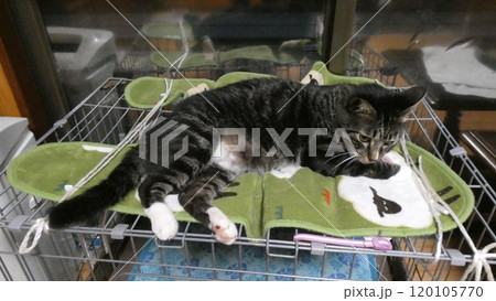 猫 猫 120105770
