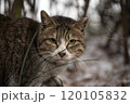 A portrait of stray cat outdoors in the snow in winter 120105832