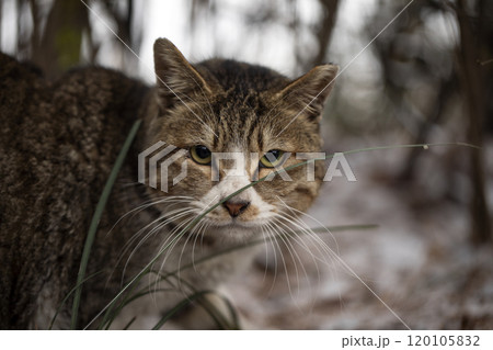 A portrait of stray cat outdoors in the snow in winter A portrait of stray cat outdoors in the snow in winter 120105832