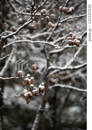The snow on the branches The snow on the branches 120105836