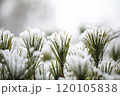 Snow on the branches of pine 120105838