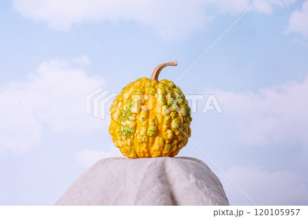 Pumpkin on a sky blue background , creative concept . View with copy space Pumpkin on a sky blue background , creative concept . View with copy space 120105957