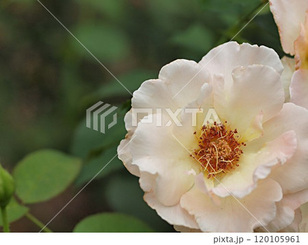 白いバラの花のアップ 120105961