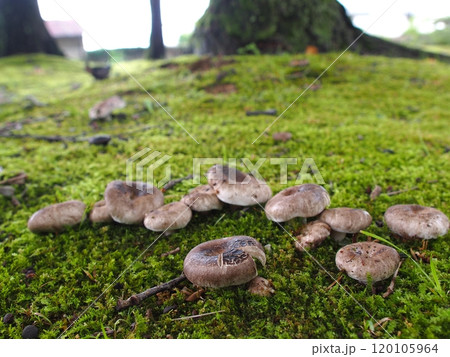クロハツモドキの生態写真 クロハツモドキの生態写真 120105964