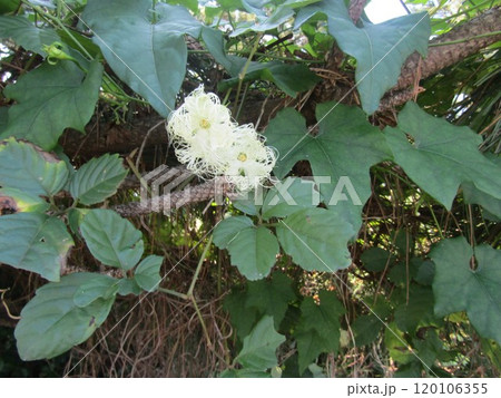 夜開花し朝花が萎むキカラスウリの雌花 120106355