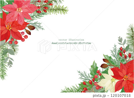 ポインセチアと針葉樹のクリスマスのベクターイラスト 120107018